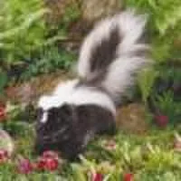 iMGSRC profile picture for @skunk