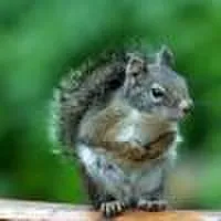 iMGSRC profile picture for @squirrel
